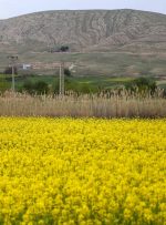 پنج هزار هکتار کلزا در لرستان کشت می‌شود