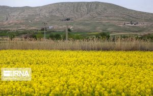 پنج هزار هکتار کلزا در لرستان کشت می‌شود