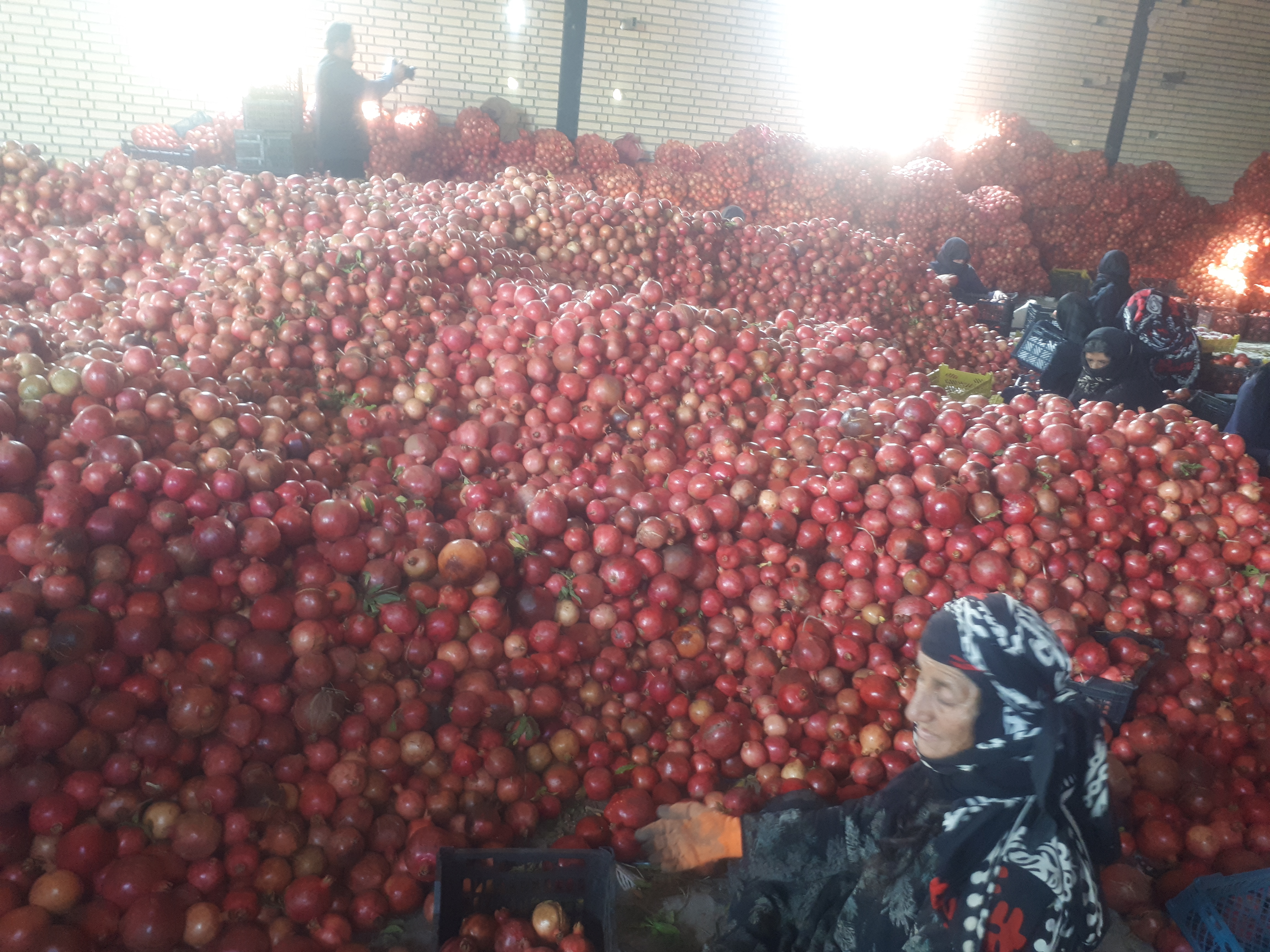 بی نوایی کارگران لر در باغات آبا  واجدادی