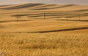 پرداخت ۶۷۶۸ میلیارد تومان از مطالبات گندم‌کاران لرستانی