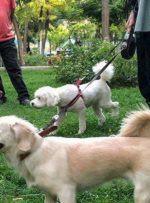 سگ گردانی در معابر و پارک ها استان ممنوع شد