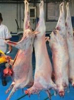 ذبح رایگان دام در کشتارگاههای لرستان ذبح رایگان دام در کشتارگاههای لرستان