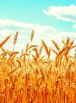 خرید ۱۰۵ هزار تُن گندم از کشاورزان لرستانی