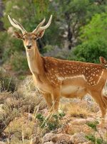 وجود ۴۰۰ گونه جانوری در لرستان