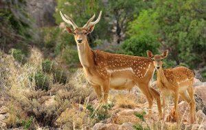 وجود ۴۰۰ گونه جانوری در لرستان وجود ۴۰۰ گونه جانوری در لرستان