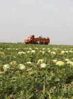 کشت محصولات سنتی در لرستان باید کاهش یابد کشت محصولات سنتی در لرستان باید کاهش یابد