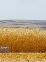 کاهش قابلتوجه تولید گندم در لرستان کاهش قابلتوجه تولید گندم در لرستان