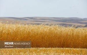 کاهش قابل‌توجه تولید گندم در لرستان