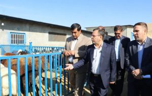 مشکل تأمین نهاده‌های دامی در لرستان به‌زودی حل می‌شود