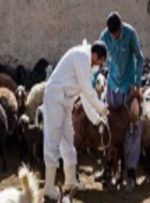 آغاز عملیات واکسیناسیون رایگان یک میلیون رأس دام عشایر لرستان