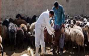 آغاز عملیات واکسیناسیون رایگان یک میلیون رأس دام عشایر لرستان آغاز عملیات واکسیناسیون رایگان یک میلیون رأس دام عشایر لرستان