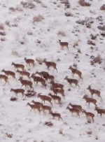 اطلاعیه اطلاعیه