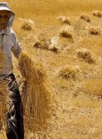 خریداری ۱۴۹ هزار تن گندم از کشاورزان لرستانی