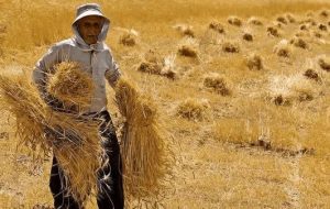 خریداری ۱۴۹ هزار تن گندم از کشاورزان لرستانی خریداری ۱۴۹ هزار تن گندم از کشاورزان لرستانی