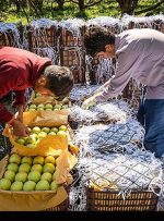 تولید سیب در لرستان به مرز ۸۵ هزار تن رسید