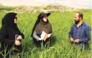 خشکه‌کاری برنج در دورود؛ تلاش برای کاهش مصرف آب