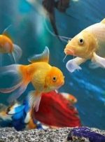 دافنی؛ خوراک کوچک، فرصت بزرگ برای صنعت ماهیان زینتی لرستان دافنی؛ خوراک کوچک، فرصت بزرگ برای صنعت ماهیان زینتی لرستان