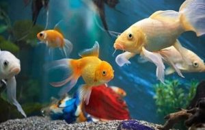 دافنی؛ خوراک کوچک، فرصت بزرگ برای صنعت ماهیان زینتی لرستان دافنی؛ خوراک کوچک، فرصت بزرگ برای صنعت ماهیان زینتی لرستان