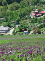 کشت قراردادی گیاهان دارویی در لرستان کلید می‌خورد