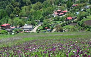 کشت قراردادی گیاهان دارویی در لرستان کلید می‌خورد