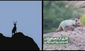 ثبت جلوهای ارزشمند از حیاتوحش در منطقه حفاظت شده اشترانکوه ثبت جلوهای ارزشمند از حیاتوحش در منطقه حفاظت شده اشترانکوه