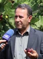 انجیر سیاه لرستان ۷ همت درآمد ساخت؛ سهم صنایع تبدیلی چقدر است؟