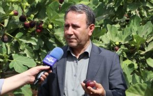انجیر سیاه لرستان ۷ همت درآمد ساخت؛ سهم صنایع تبدیلی چقدر است؟ انجیر سیاه لرستان ۷ همت درآمد ساخت؛ سهم صنایع تبدیلی چقدر است؟