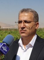 تنوع انگور خرم‌آباد؛ مزیتی که هنوز به بازار نرسیده است