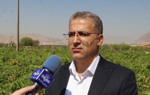 تنوع انگور خرمآباد؛ مزیتی که هنوز به بازار نرسیده است تنوع انگور خرمآباد؛ مزیتی که هنوز به بازار نرسیده است