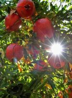 جشنواره‌ای برای پیوند انارستان‌های کوهدشت با بازارهای بزرگ‌تر