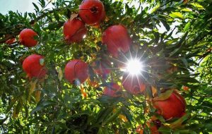 جشنوارهای برای پیوند انارستانهای کوهدشت با بازارهای بزرگتر جشنوارهای برای پیوند انارستانهای کوهدشت با بازارهای بزرگتر