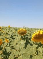 سطح زیرکشت آفتابگردان لرستان از ۴۵ به ۲۱۰ هکتار رسید