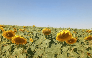سطح زیرکشت آفتابگردان لرستان از ۴۵ به ۲۱۰ هکتار رسید سطح زیرکشت آفتابگردان لرستان از ۴۵ به ۲۱۰ هکتار رسید