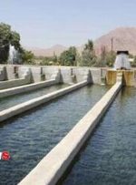 ماهی لرستان زیر ذره‌بین؛ از خوراک تا سفره