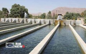 ماهی لرستان زیر ذره‌بین؛ از خوراک تا سفره