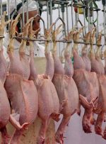 کشتارگاه‌های استان زیرساخت لازم  را ندارند