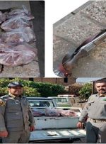 ۳ لاشه گراز وحشی و یک قبضه سلاح کشف شد