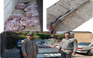 ۳ لاشه گراز وحشی و یک قبضه سلاح کشف شد