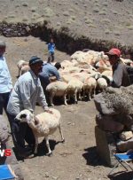 ۳.۵ میلیون رأس دام سبک در برابر تب برفکی واکسینه می‌شوند