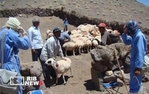 ۳.۵ میلیون رأس دام سبک در برابر تب برفکی واکسینه میشوند ۳.۵ میلیون رأس دام سبک در برابر تب برفکی واکسینه میشوند