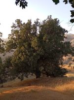 نسخه منابع طبیعی برای تقویت پوشش سبز جنوب لرستان