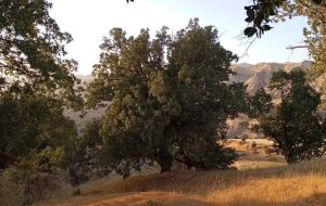 نسخه منابع طبیعی برای تقویت پوشش سبز جنوب لرستان نسخه منابع طبیعی برای تقویت پوشش سبز جنوب لرستان